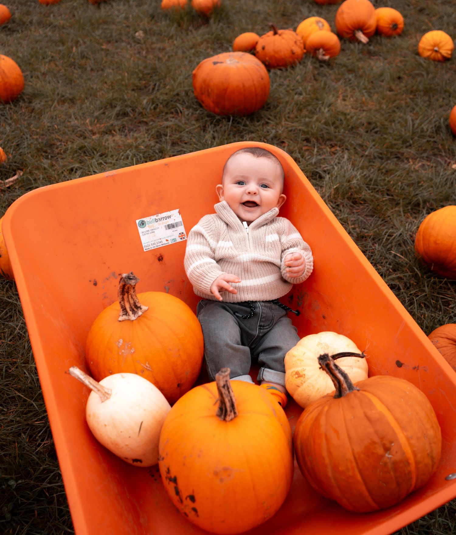 Happy child sitting in orange wheelbarrow with harvest pumpkins at pumpkin patch.