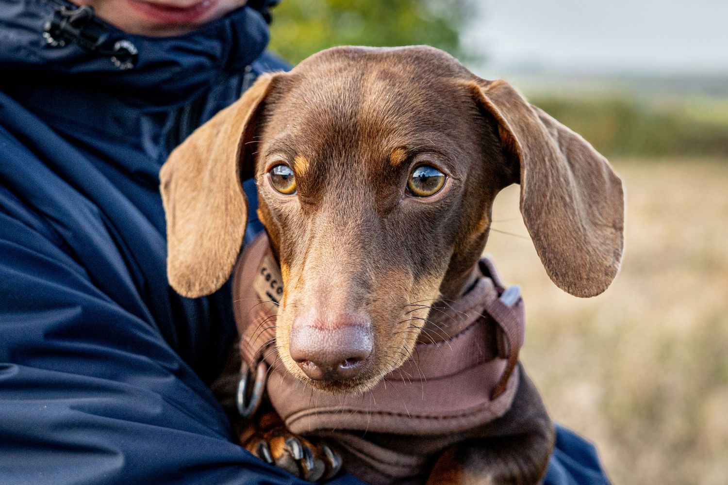Close-up shots of an expressive brown dachshund puppy with big eyes and floppy ears.