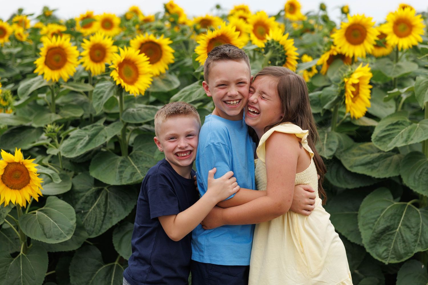 Three happy siblings hugging and smiling together in front of vibrant sunflower field.