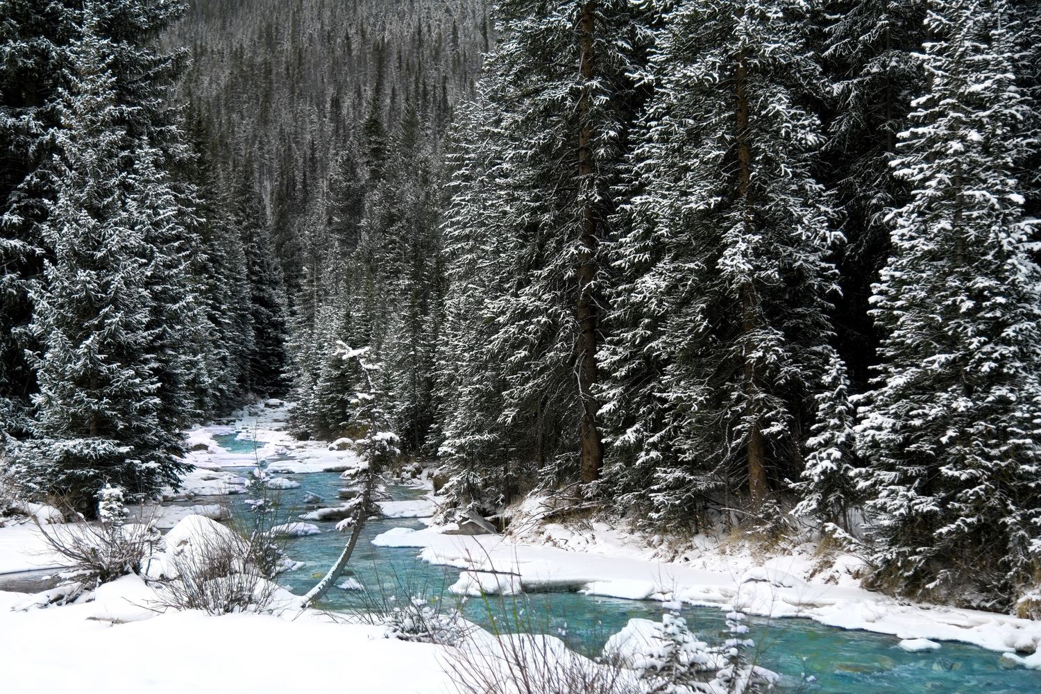 A snowy winter forest scene with a blue river cutting through ice covered trees