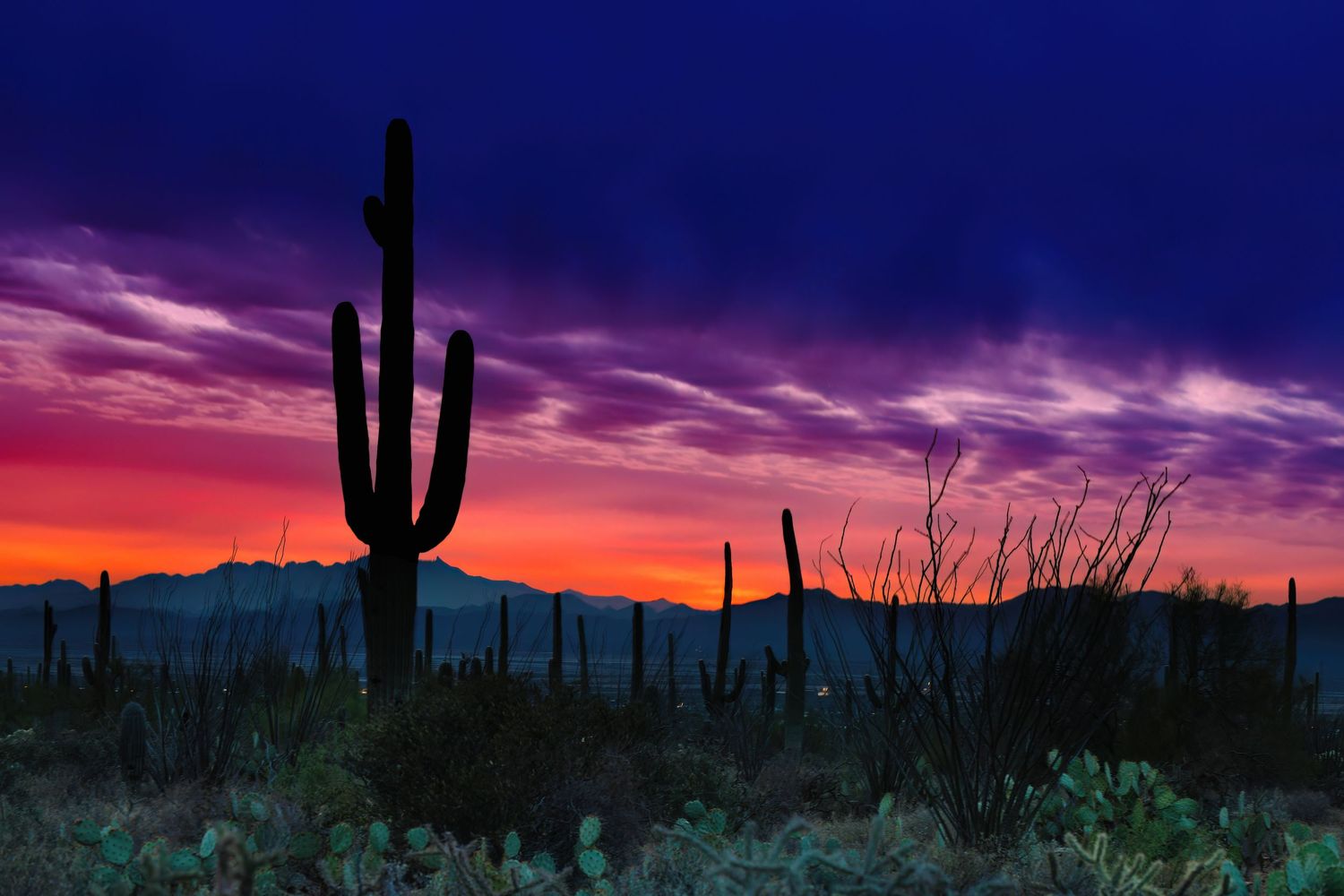 Cacti silhouetted against a vibrant sunset in a desert scene