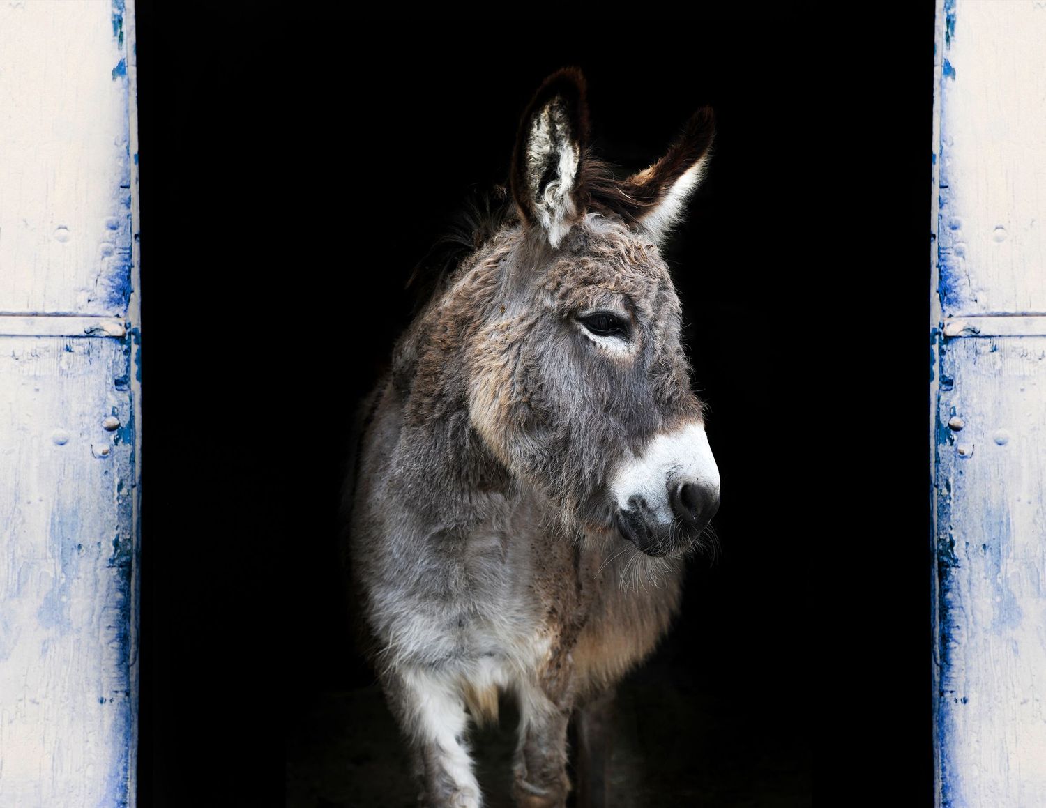 A miniature donkey standing between two barn doors