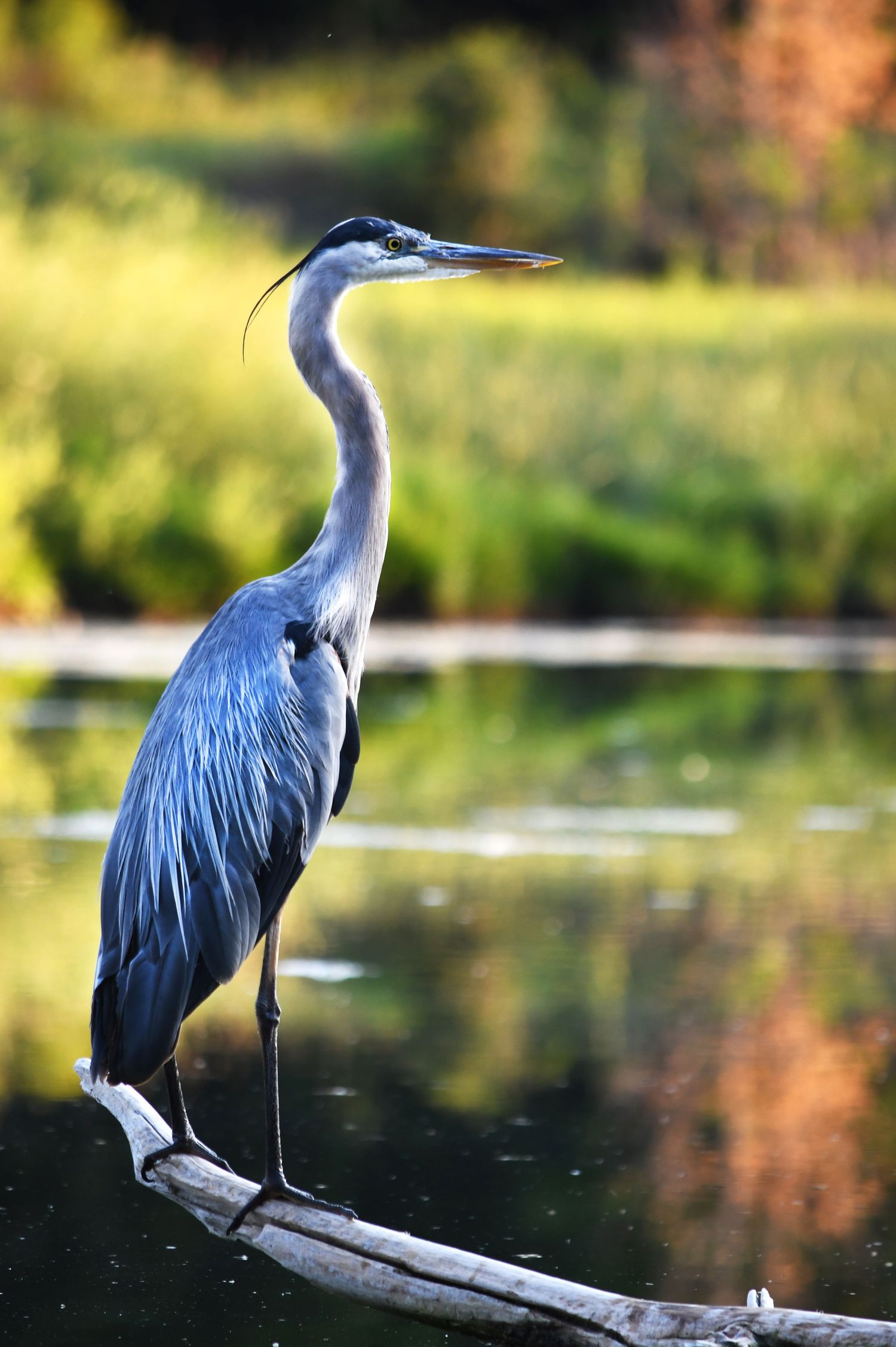 A great blue heron standing on a log in a pond against a vibrant spring backdrop