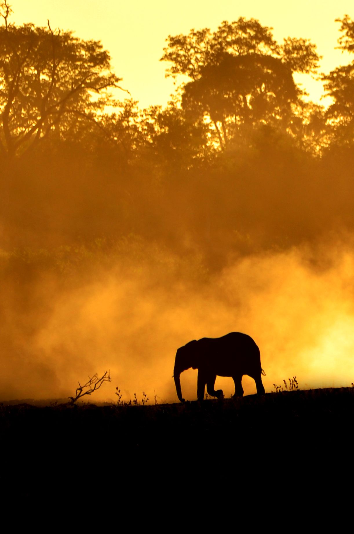 The dark silhouette of an African elephant walking in front or orange and golden dust clouds and a forest background