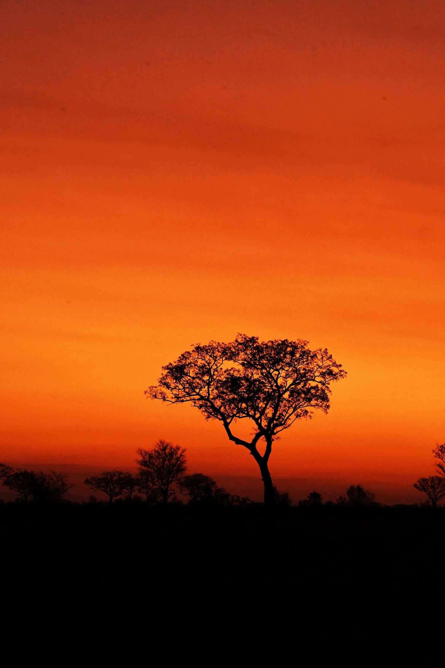 A vibrant orange silhouette of a tree against a sunset sky in South Africa