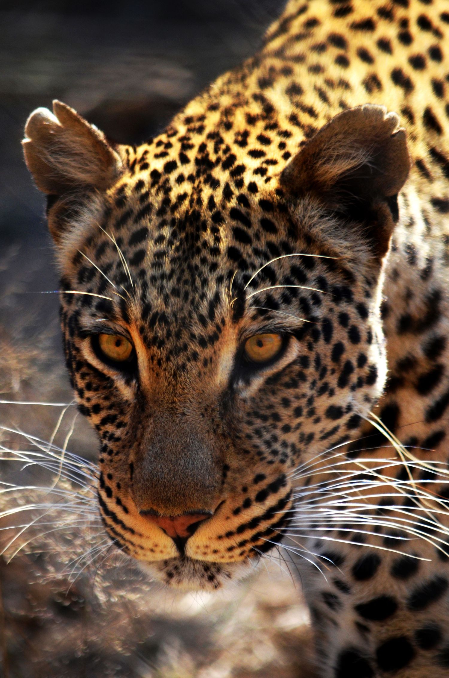 A close up portrait of a leopard's face in golden light