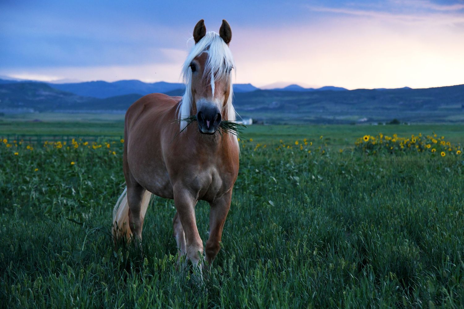 A horse walking through a pasture with sunflowers in front of a mountain range at sunset