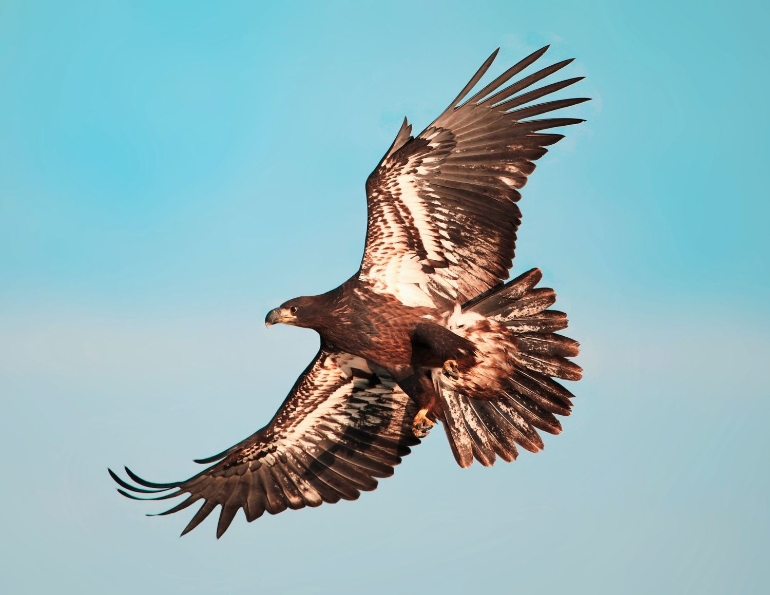A juvenile bald eagle flies against a bright blue sky