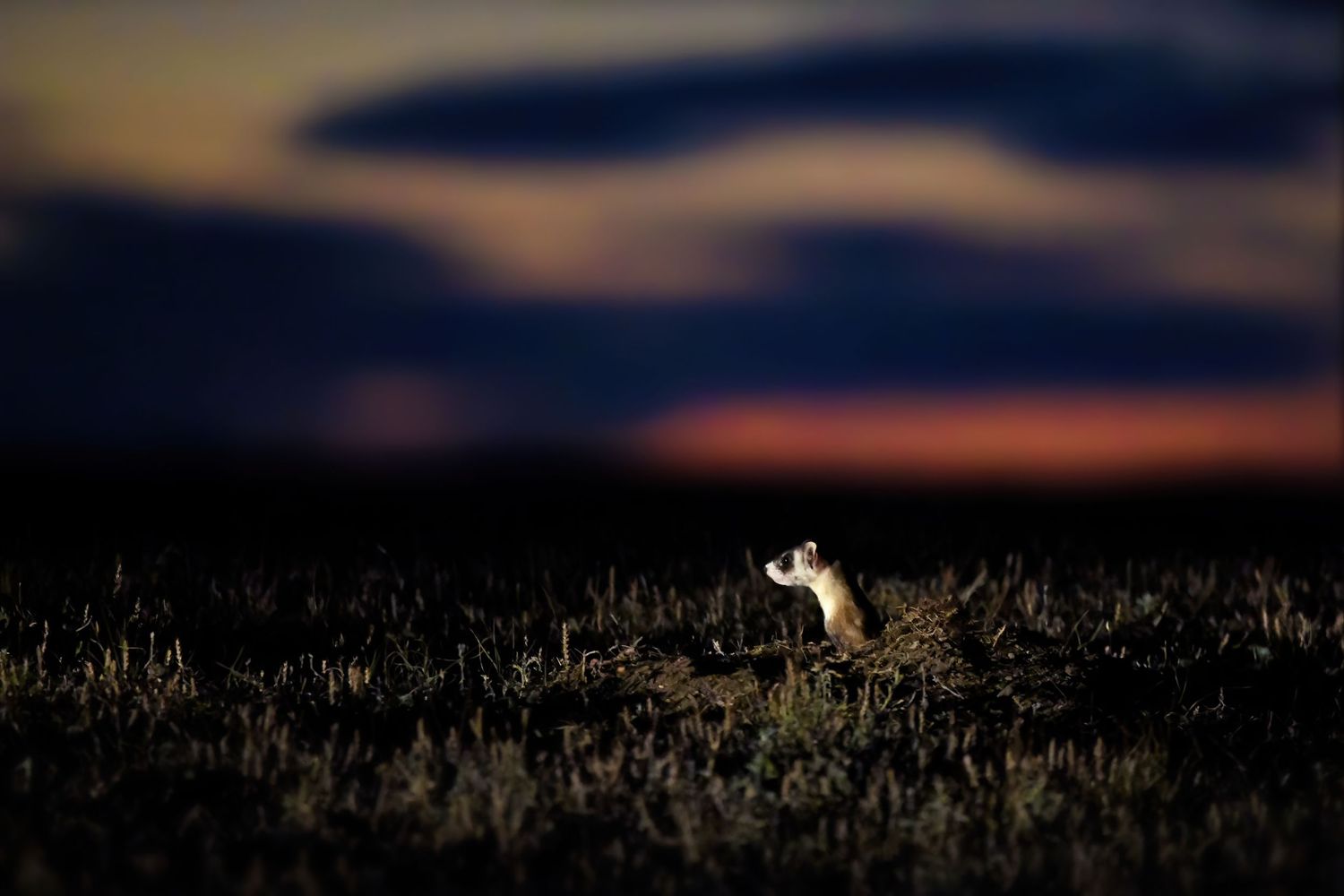 A black-footed ferret looks out of a hole at sunrise
