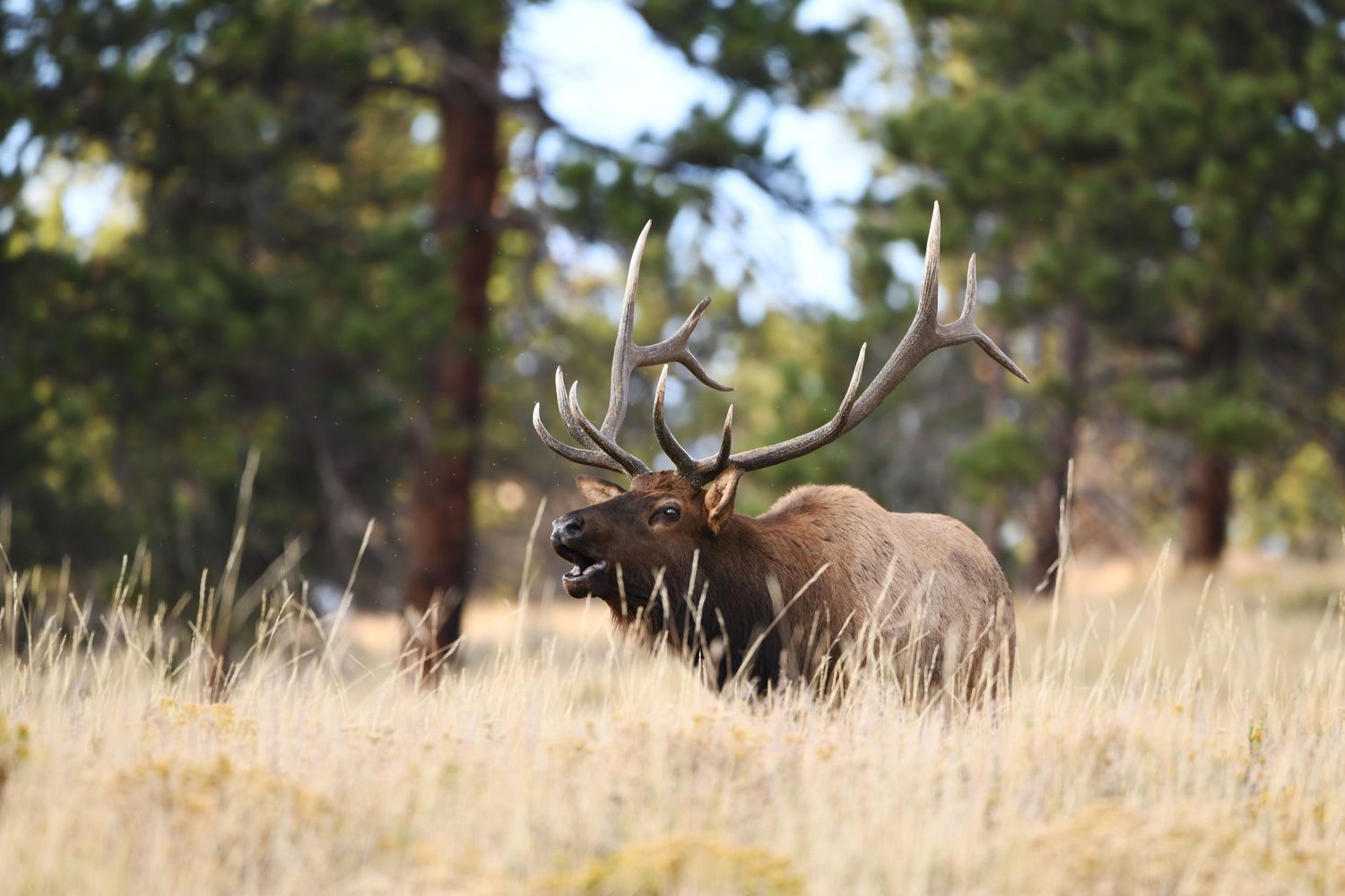 A bull elk bugling in a Rocky Mountain forest