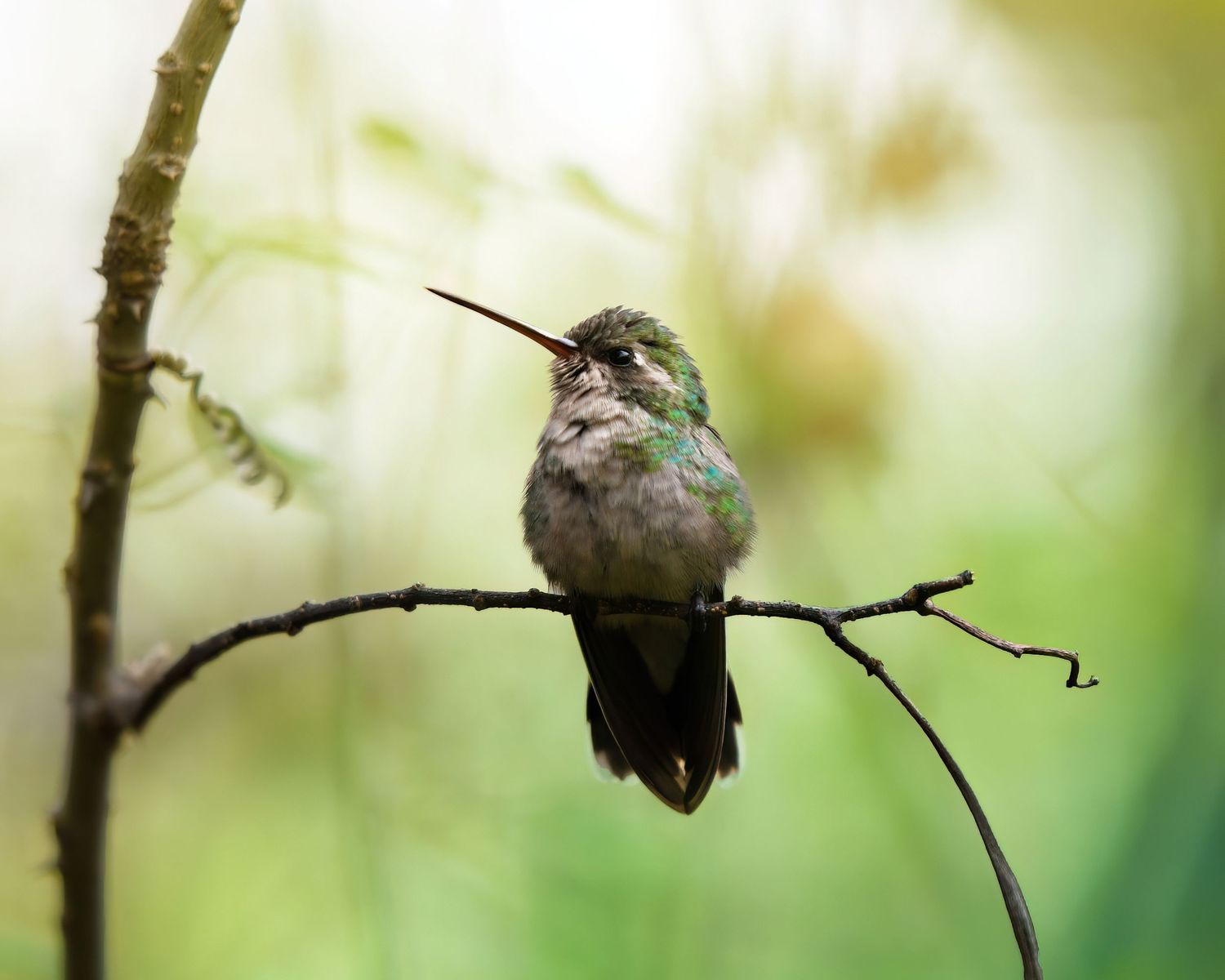 A hummingbird sits perched against a soft green background