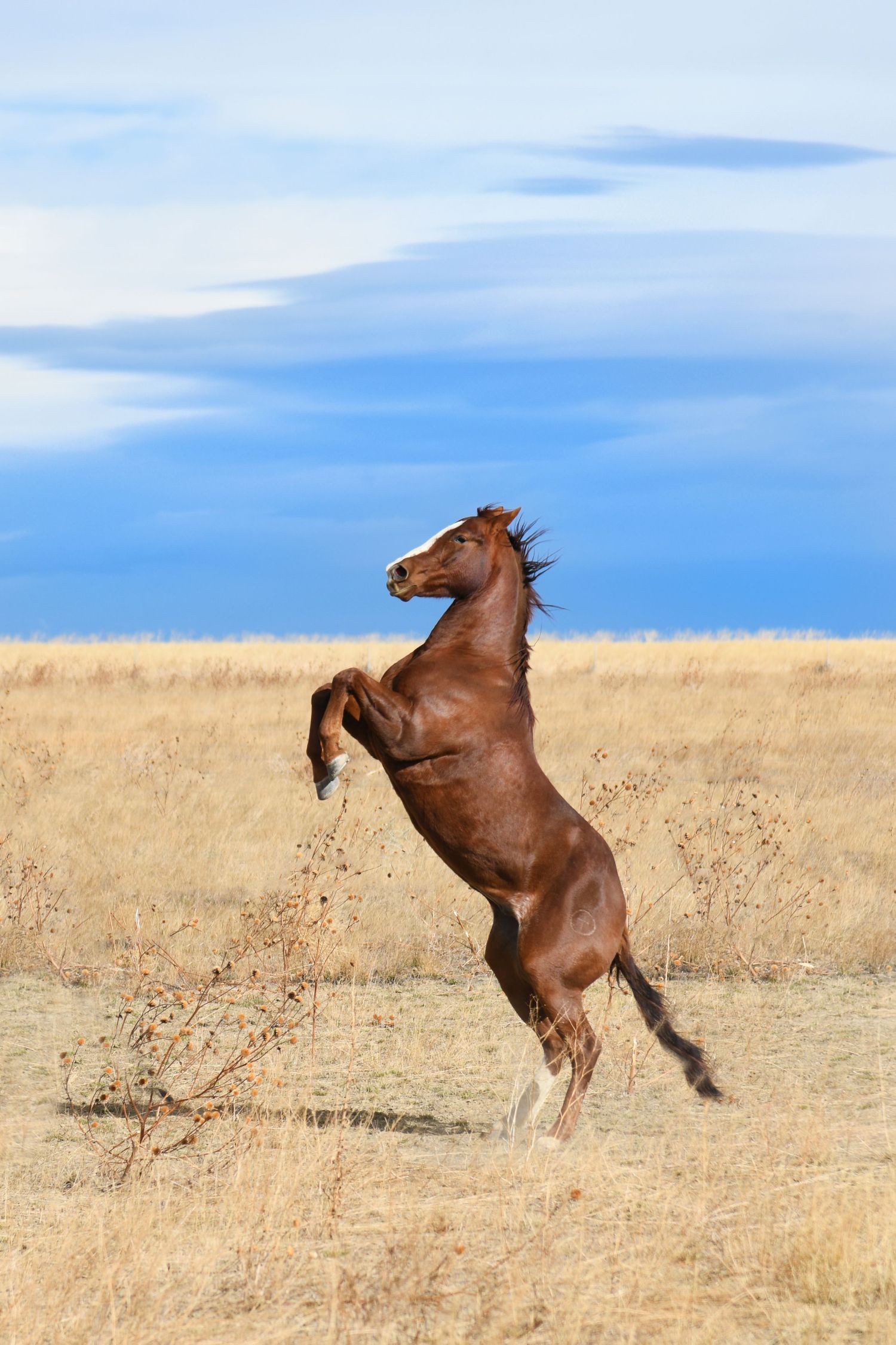 A sorrel horse rearing on the grasslands