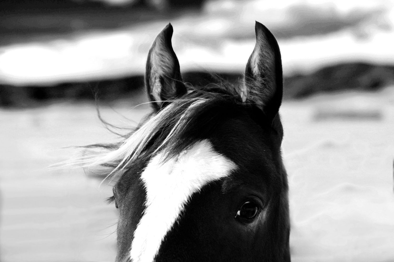 An artistic black and white photograph of a horse's eyes and ears against a stormy mountain backdrop