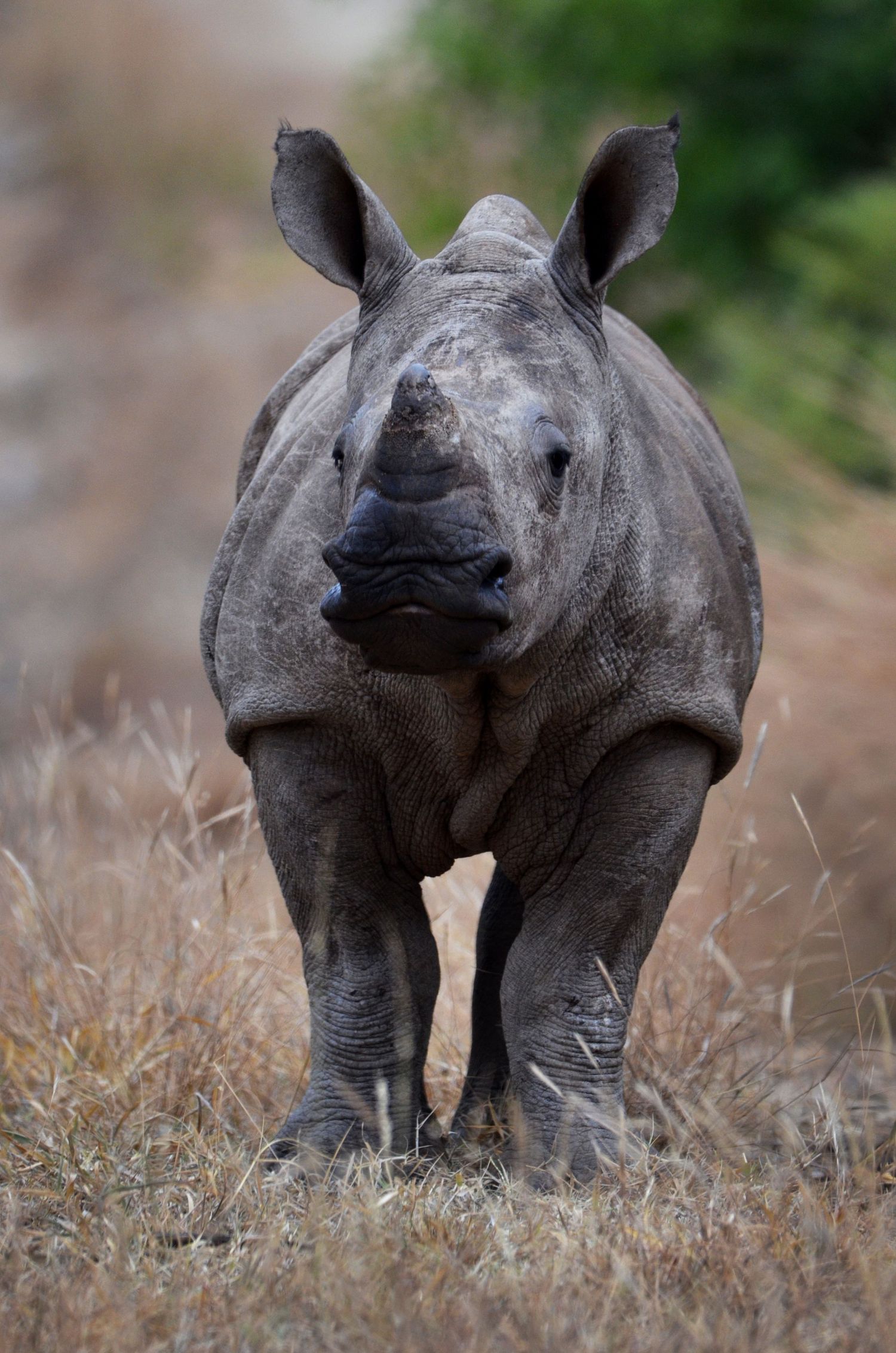 A vertical image of a baby rhino on the savanna