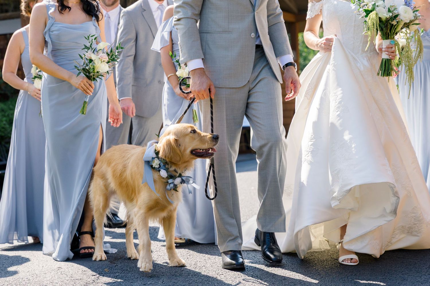 Golden retriever wearing floral collar walks with wedding party in gray suits and blue bridesmaid dresses during outdoor ceremony.