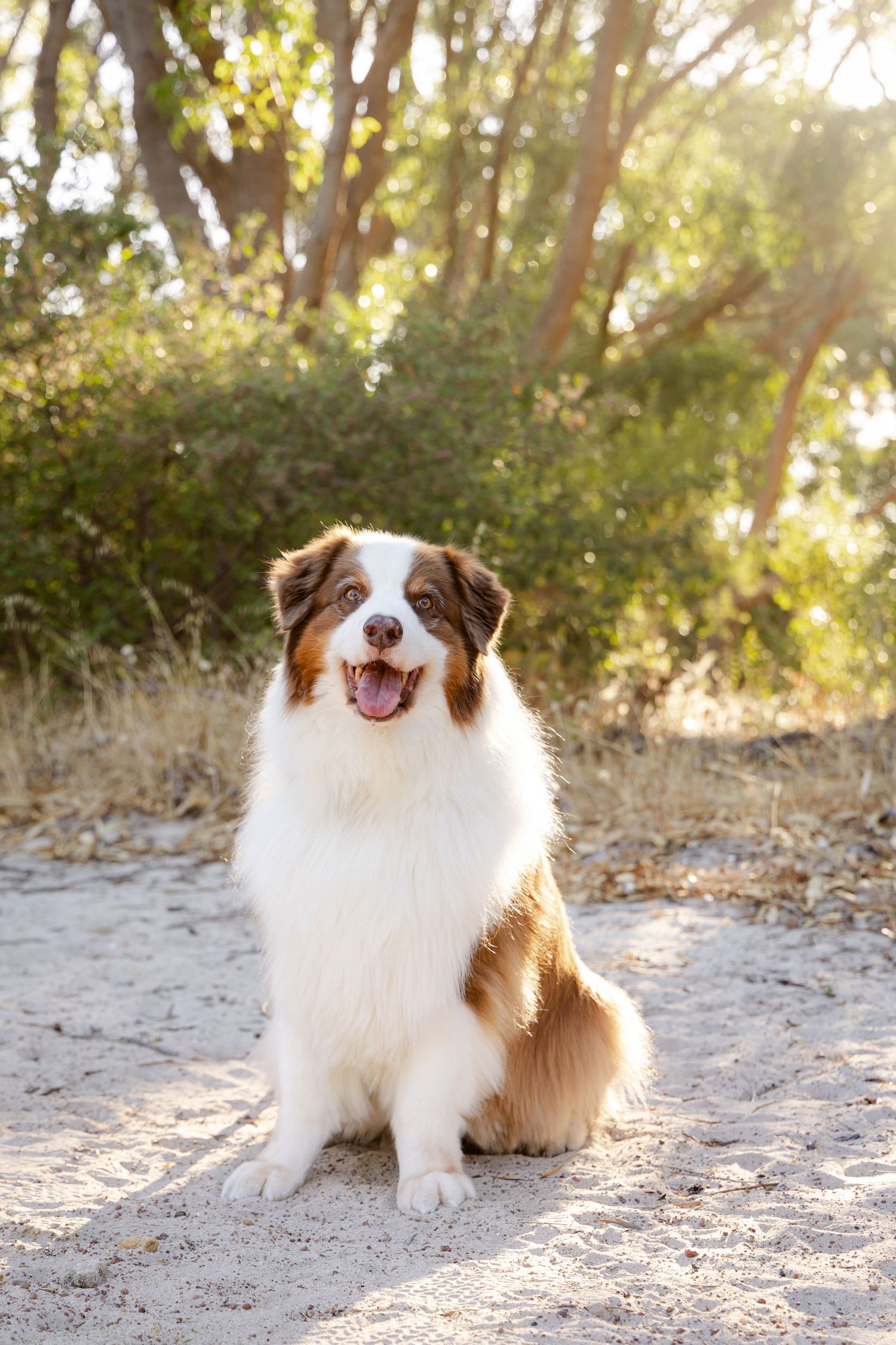 An Australian Shepherd dog with brown and white fur sits on sandy ground in a natural outdoor setting with trees.
