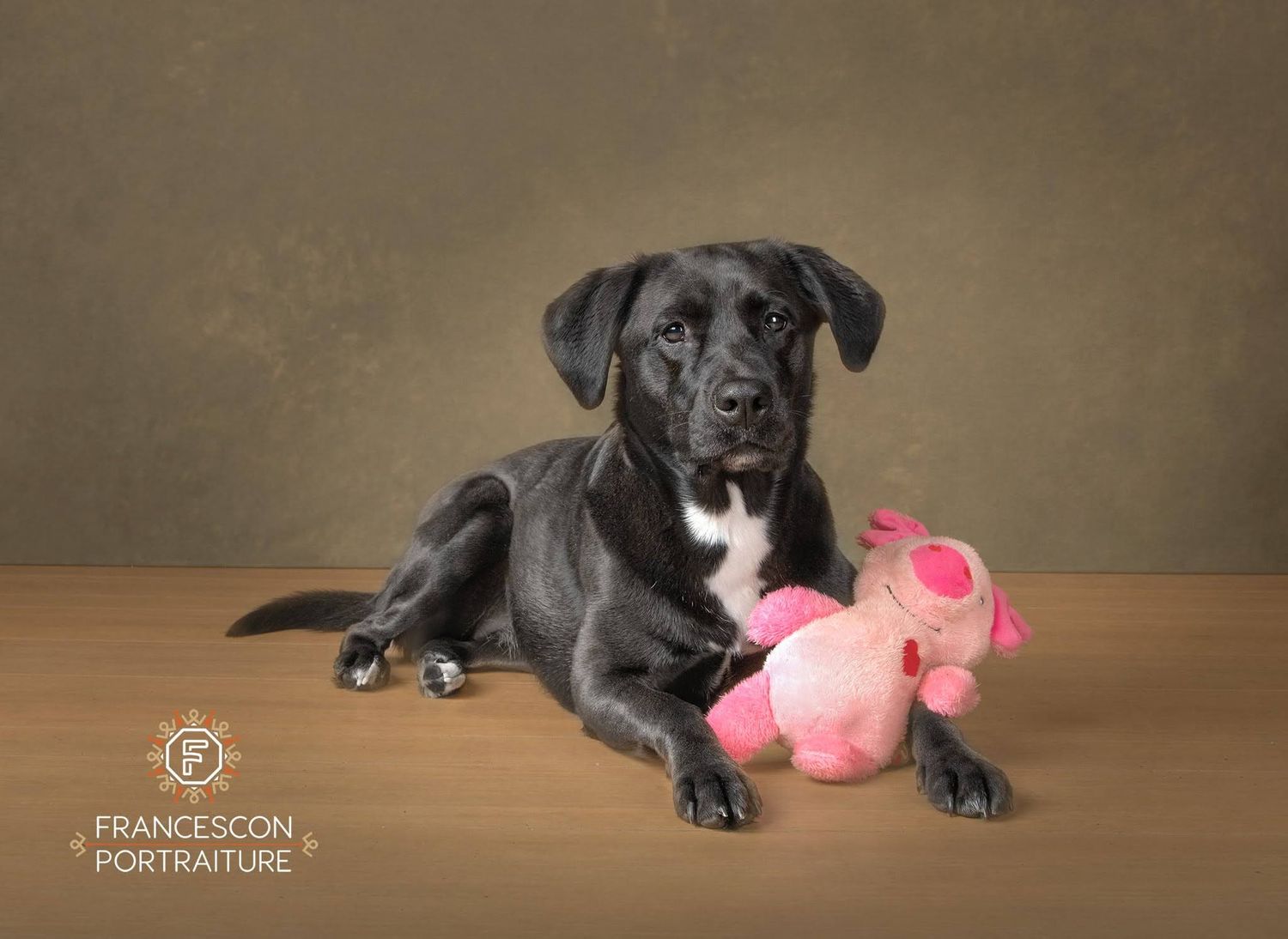Black Labrador retriever dog lies on wooden floor with pink plush toy in studio setting.