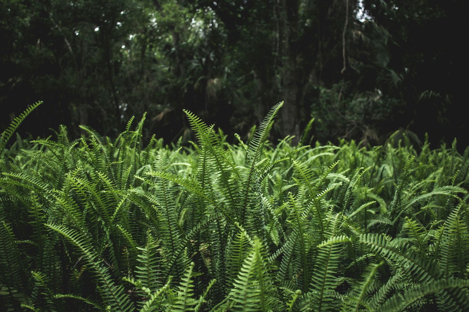 Dense green ferns grow wild in a lush forest setting creating a natural outdoor carpet effect.
