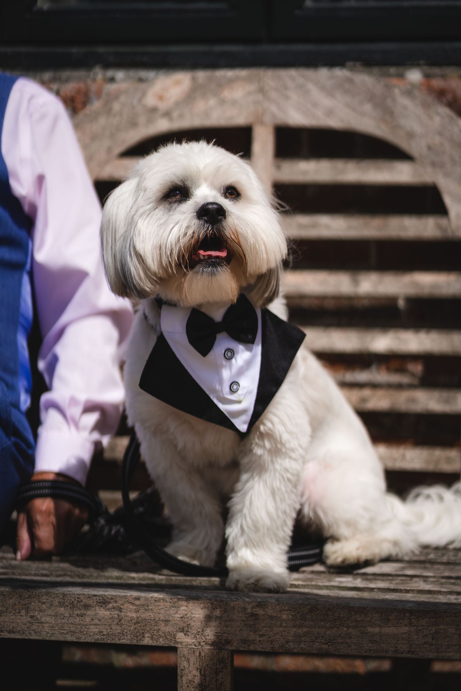 Small white dog wearing a formal black bowtie and tuxedo collar sits regally on wooden deck.