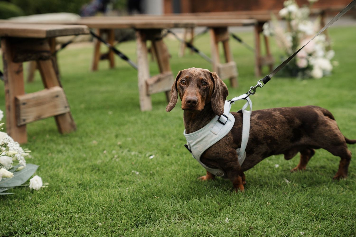 A brown dachshund dog running playfully on green grass with other dogs in the background.