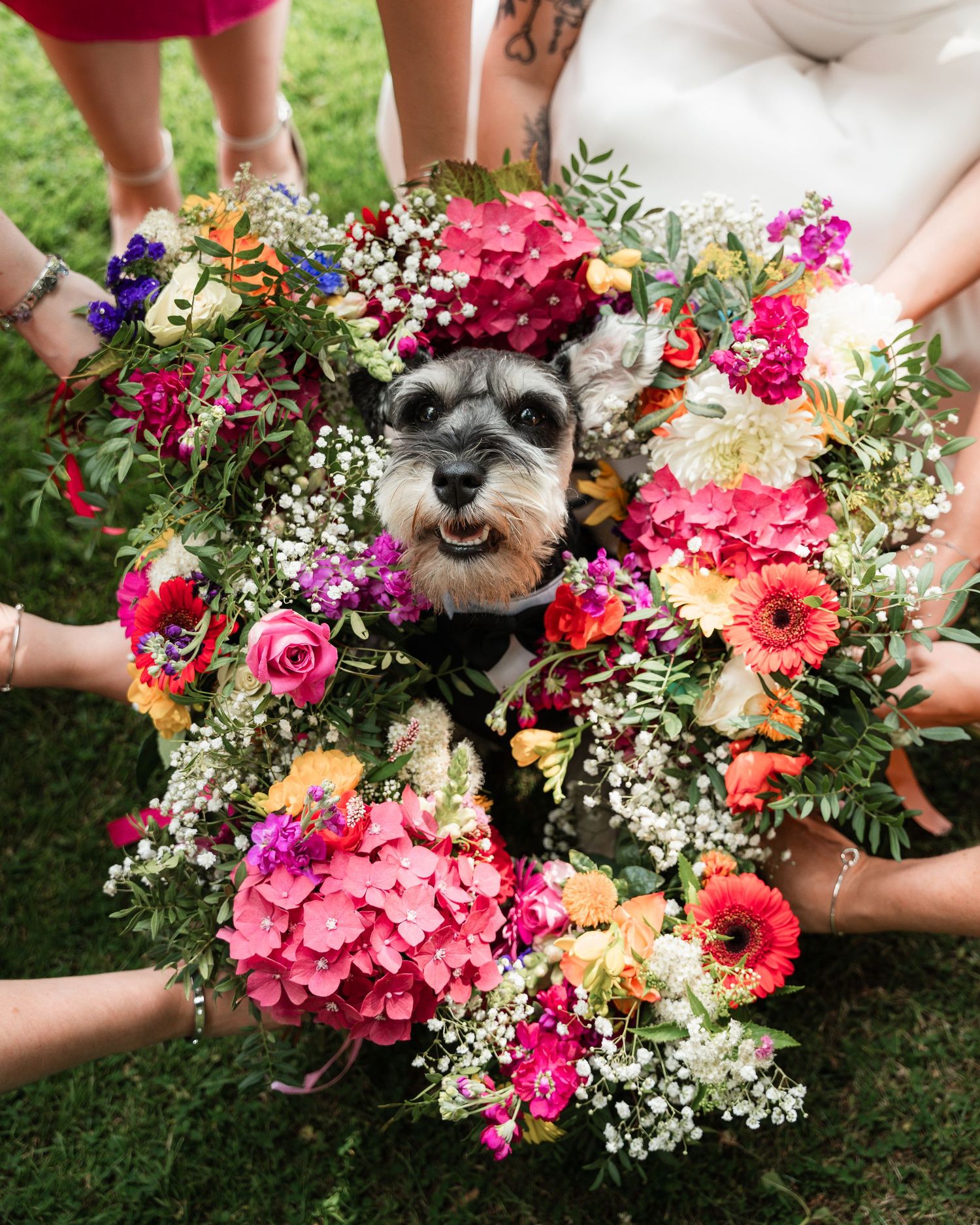 Vibrant wedding bouquets with pink, orange and purple flowers arranged in a row with dogs peeking through.