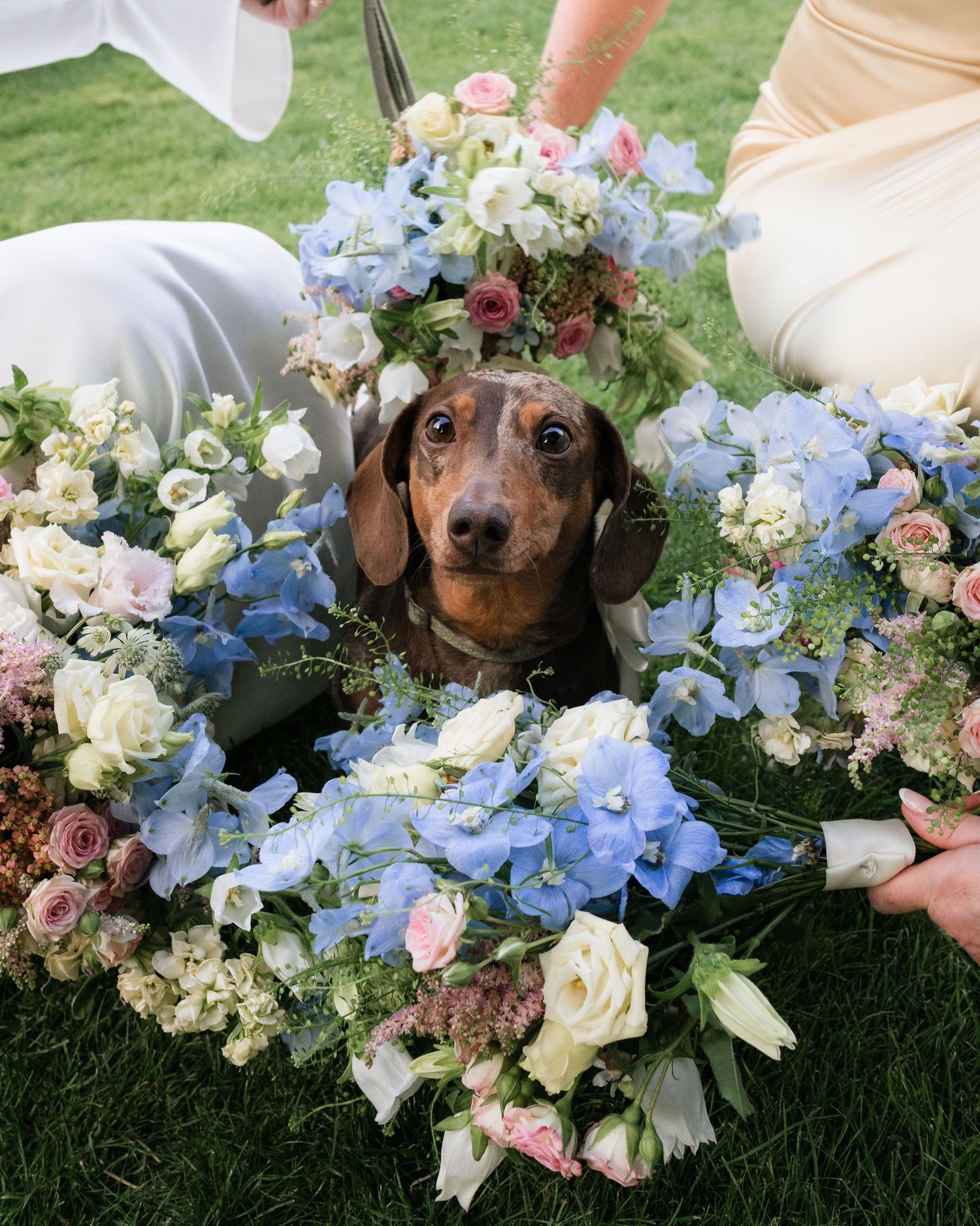 A dachshund peeks out from behind blue and white floral wedding bouquets on grass.