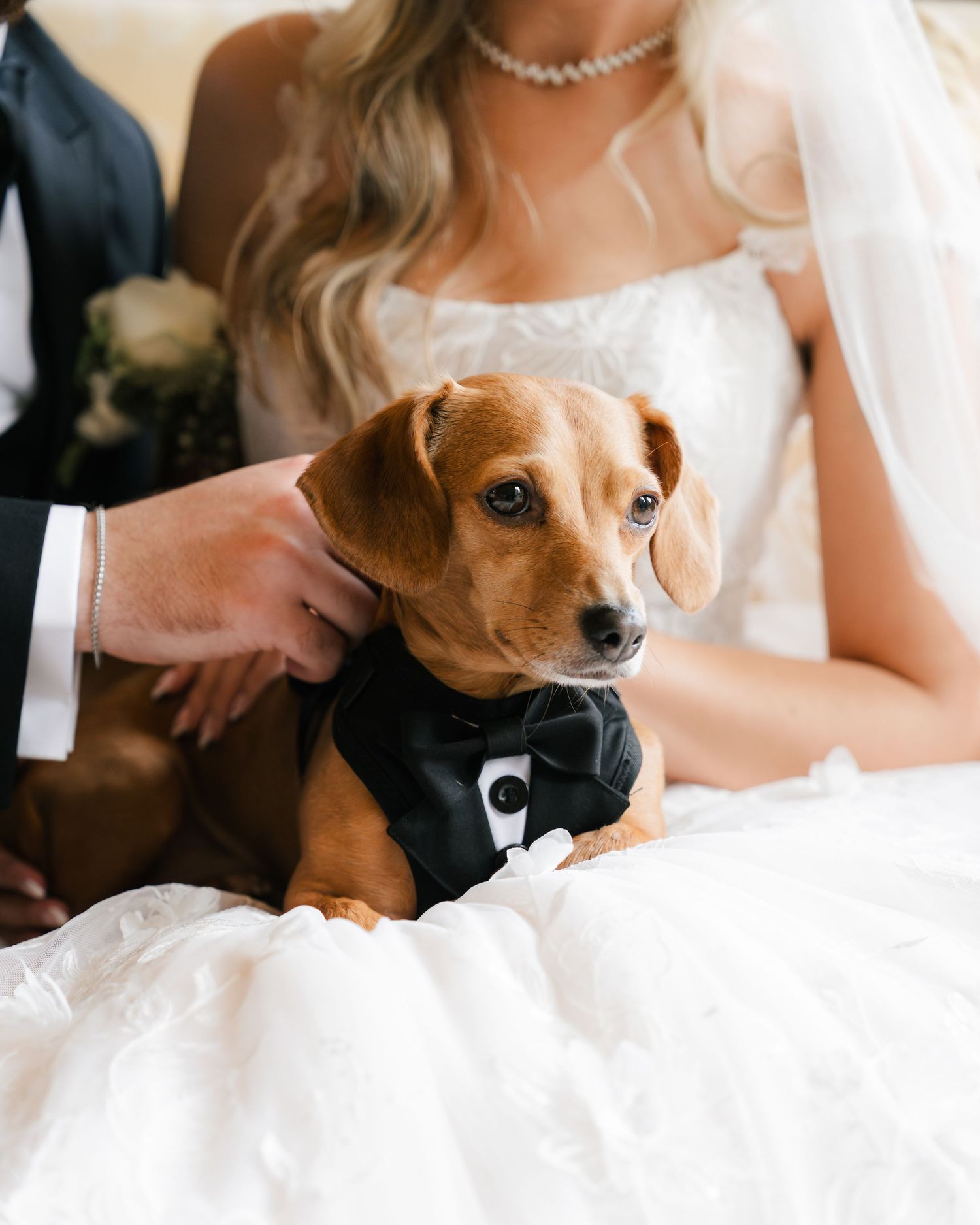 A brown dog in a black bowtie sits with someone in a white wedding dress in a series of photos.