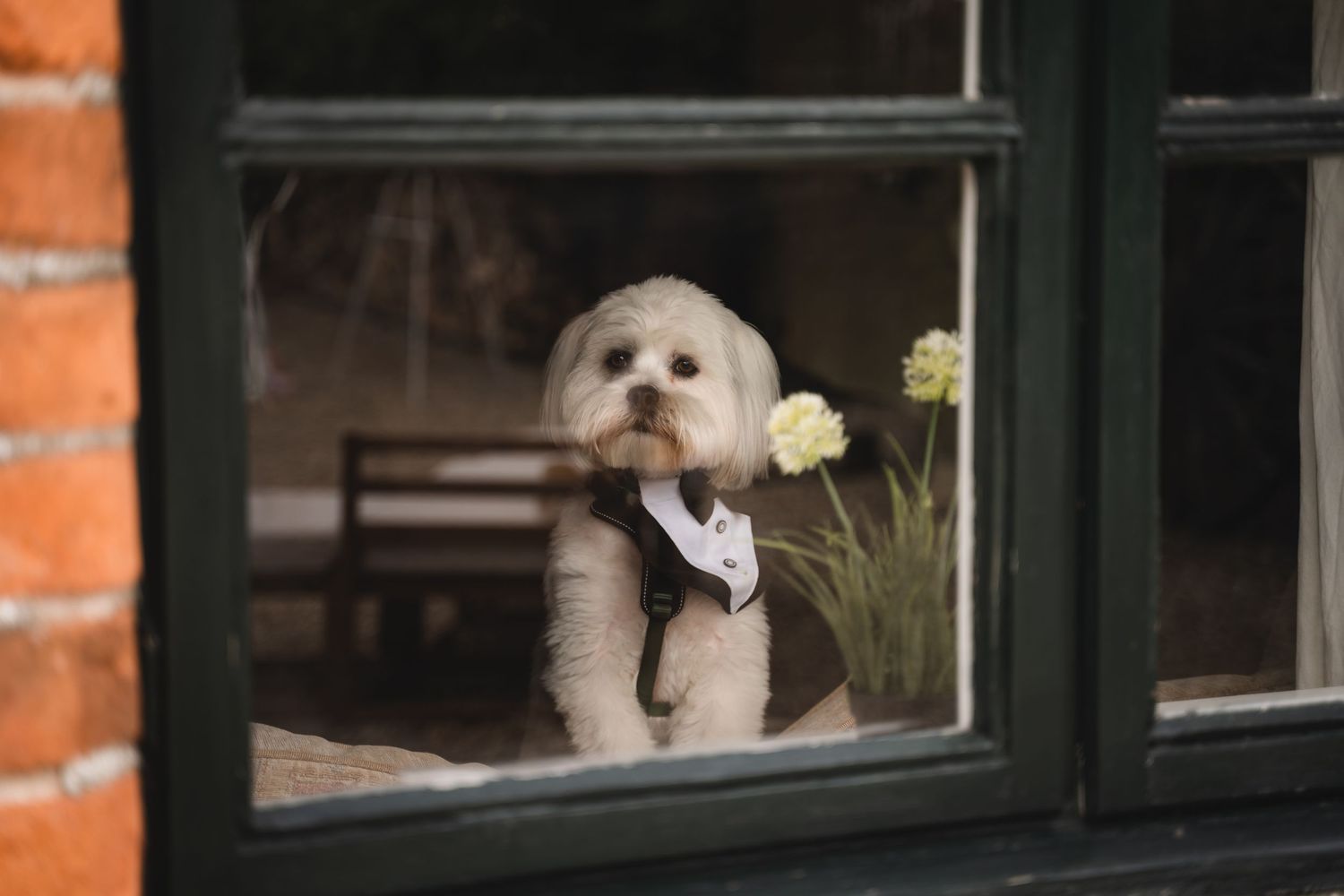 A small white dog wearing a bowtie looks out through a window with a flower vase in the background.