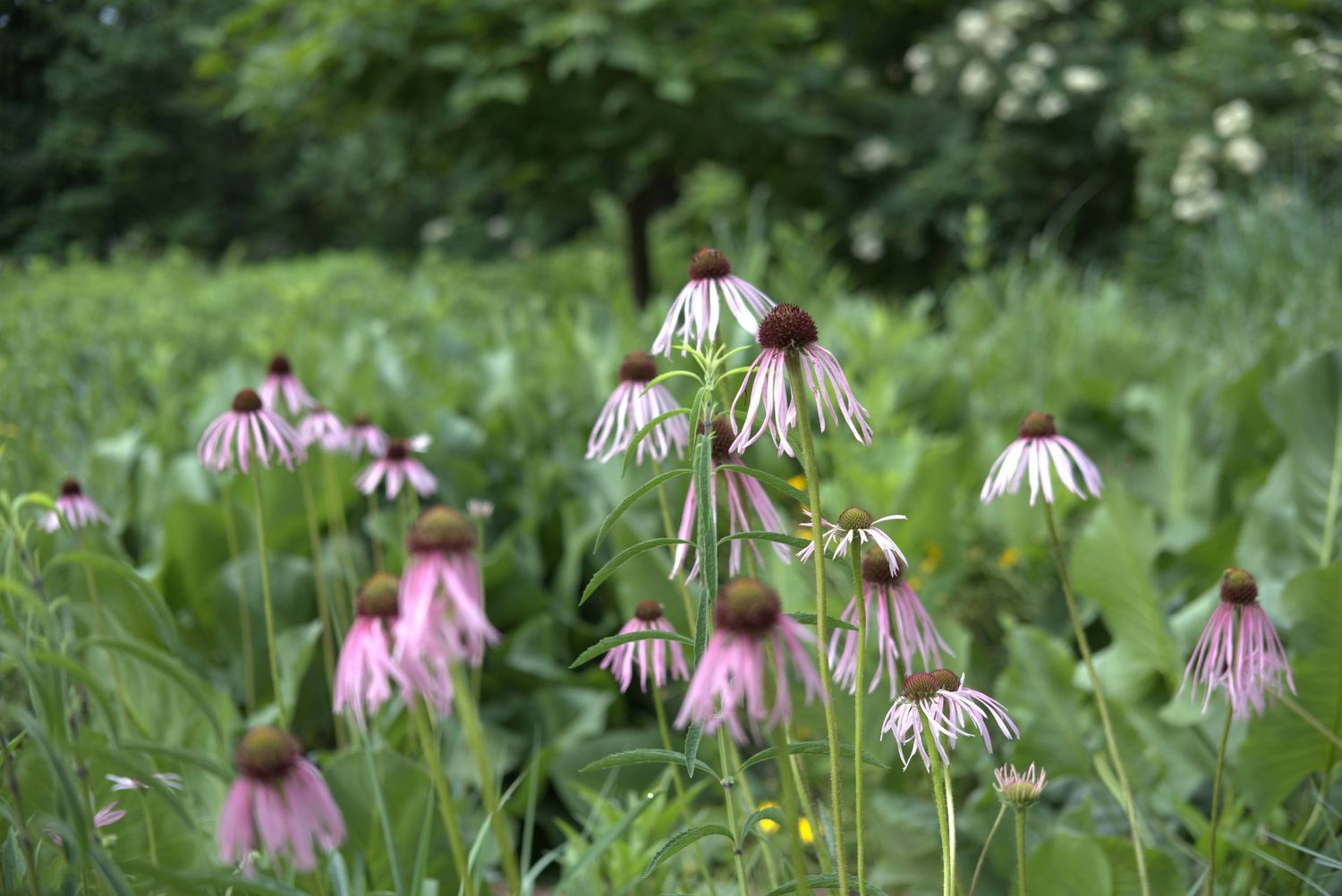 Field of pale pink coneflowers (Echinacea) blooming among lush green foliage in a natural garden setting.