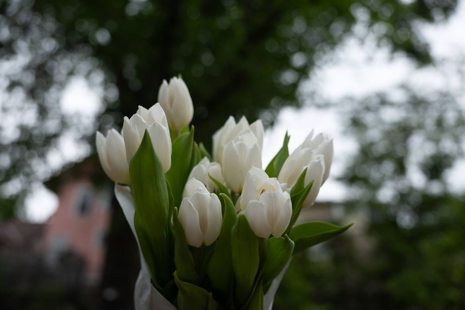 A bouquet of fresh white tulips held up against a blurred green tree background.