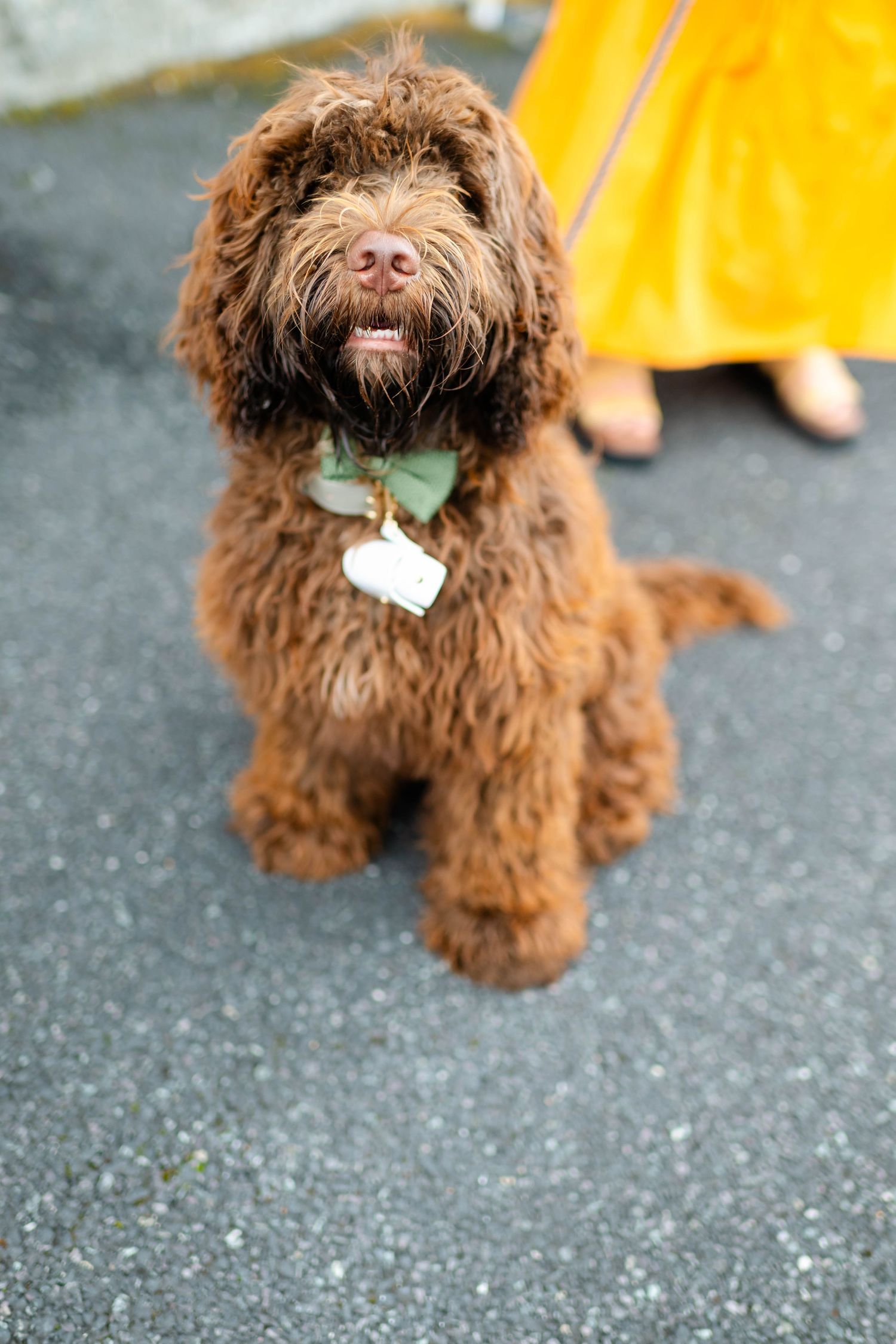 Brown fluffy dog wearing a formal bowtie collar for a special occasion.