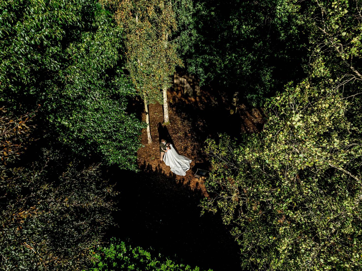 Lush green trees and foliage create a natural canopy in a garden setting.