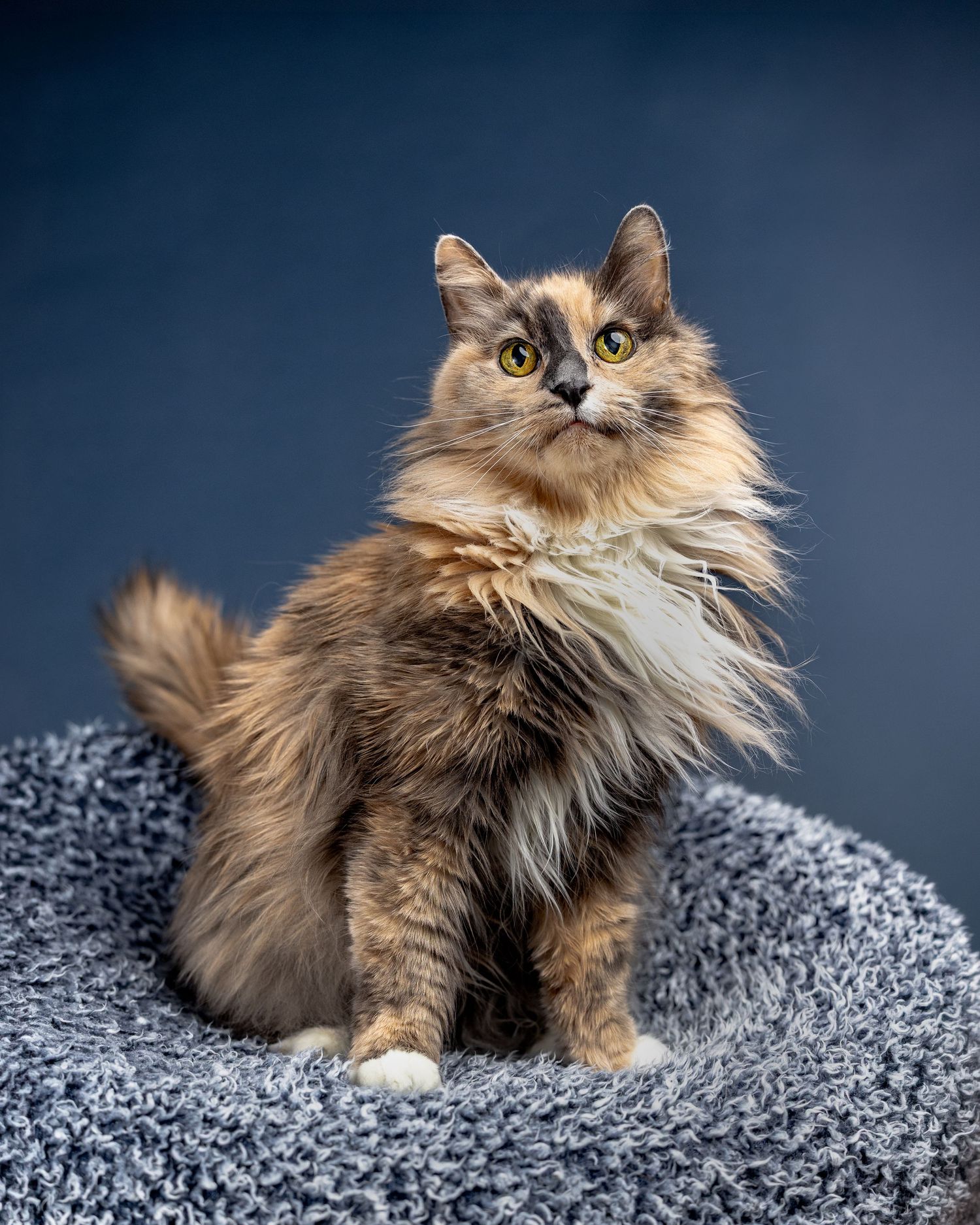 Fluffy tortoiseshell cat with bright yellow-green eyes sitting regally on a gray cat tree against a dark blue background.