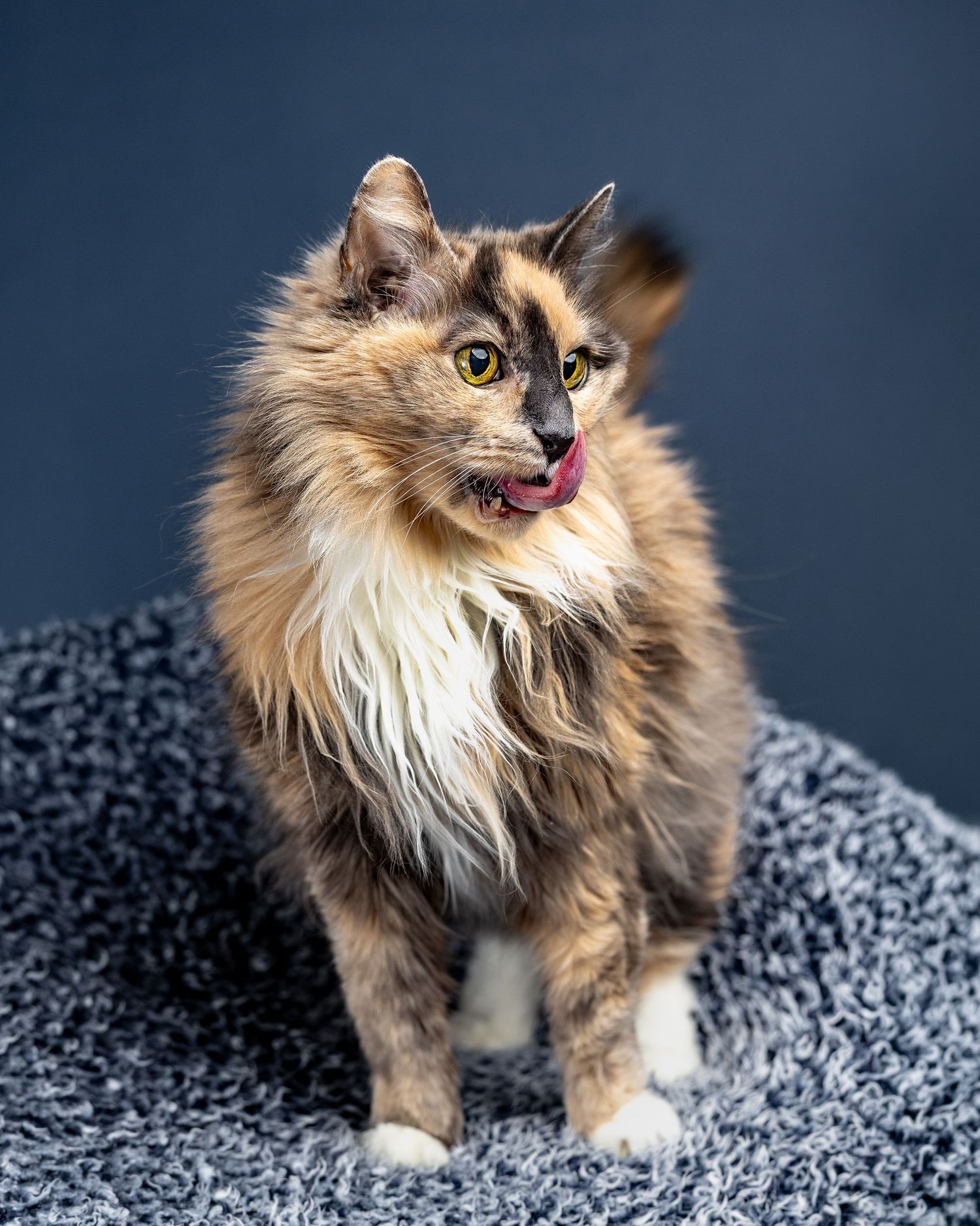 Fluffy tortoiseshell cat with yellow eyes sitting on gray carpet, tongue out, against dark blue background.