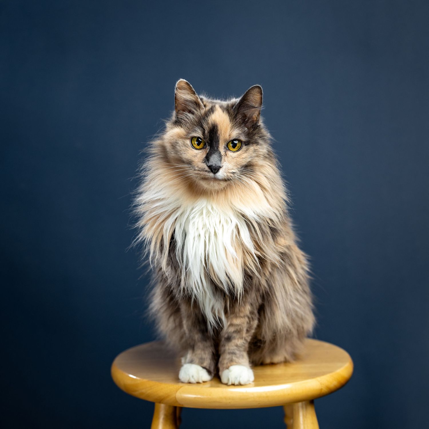 Fluffy long-haired calico cat with golden eyes sitting on a wooden stool against a dark blue background.