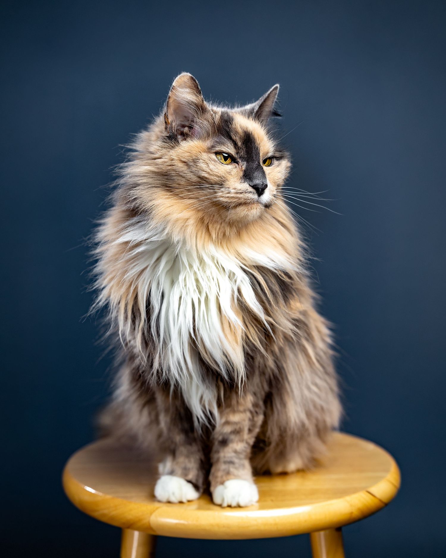 Elegant long-haired calico cat with white chest fur perched on a wooden stool against a navy blue backdrop.