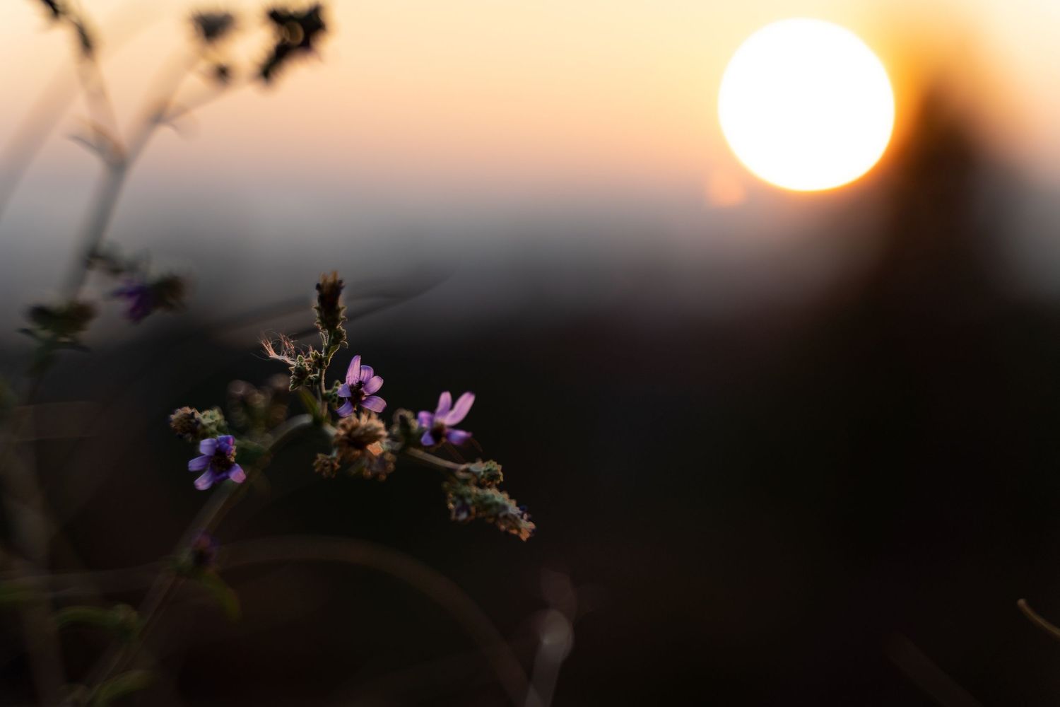 Purple wildflowers silhouetted against a glowing golden sunset