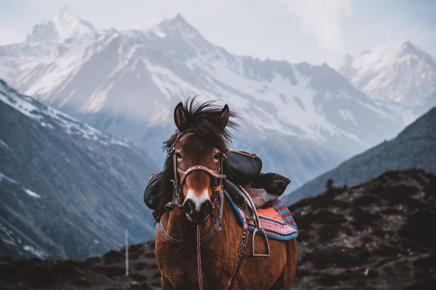 Saddled brown horse standing before a range of snow-capped mountains under a clear sky in the Himalayas.