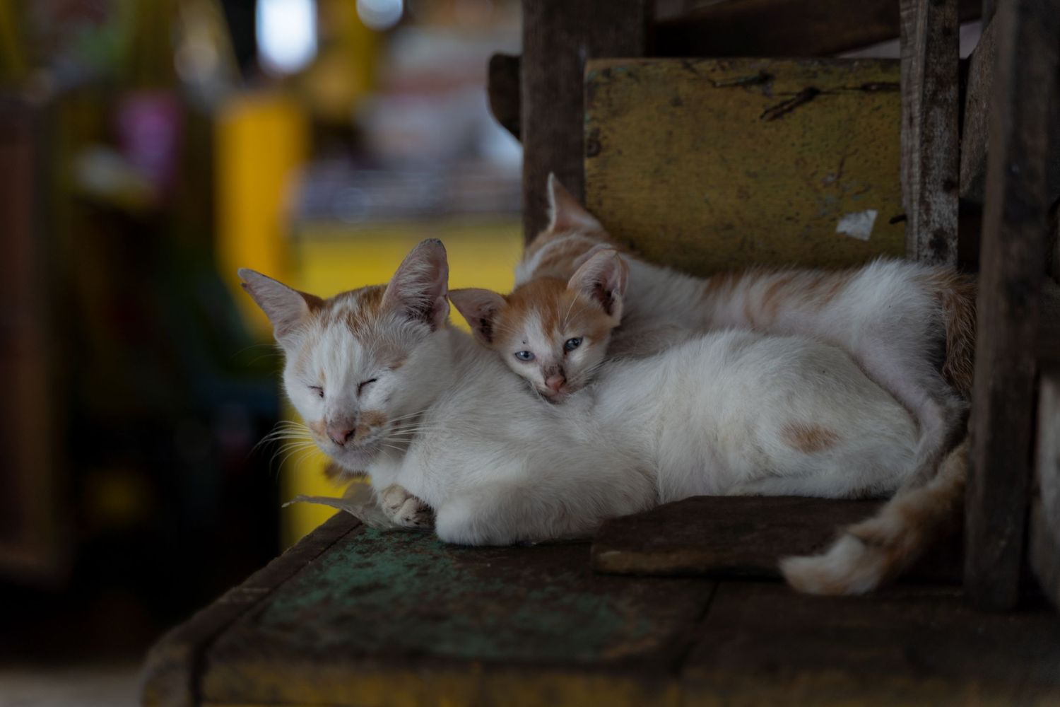 Two white and ginger cats resting together on a yellow wooden crate in a rustic market in Borneo
