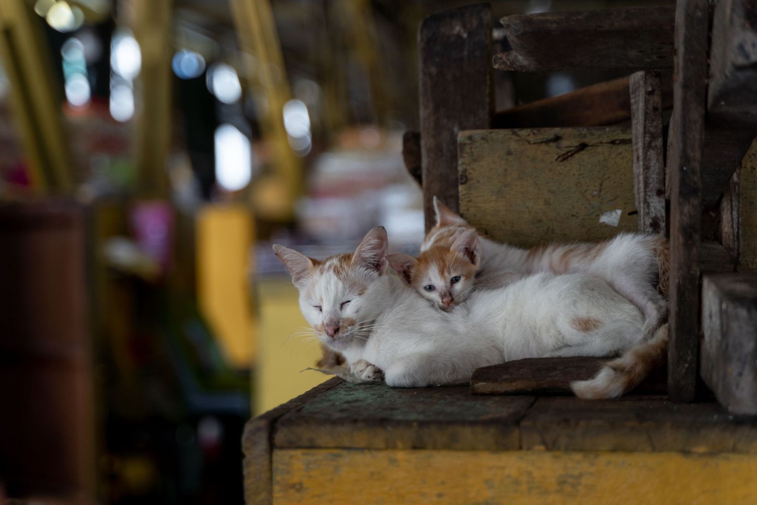 Two white and ginger cats resting together on a yellow wooden crate in a rustic market. Borneo