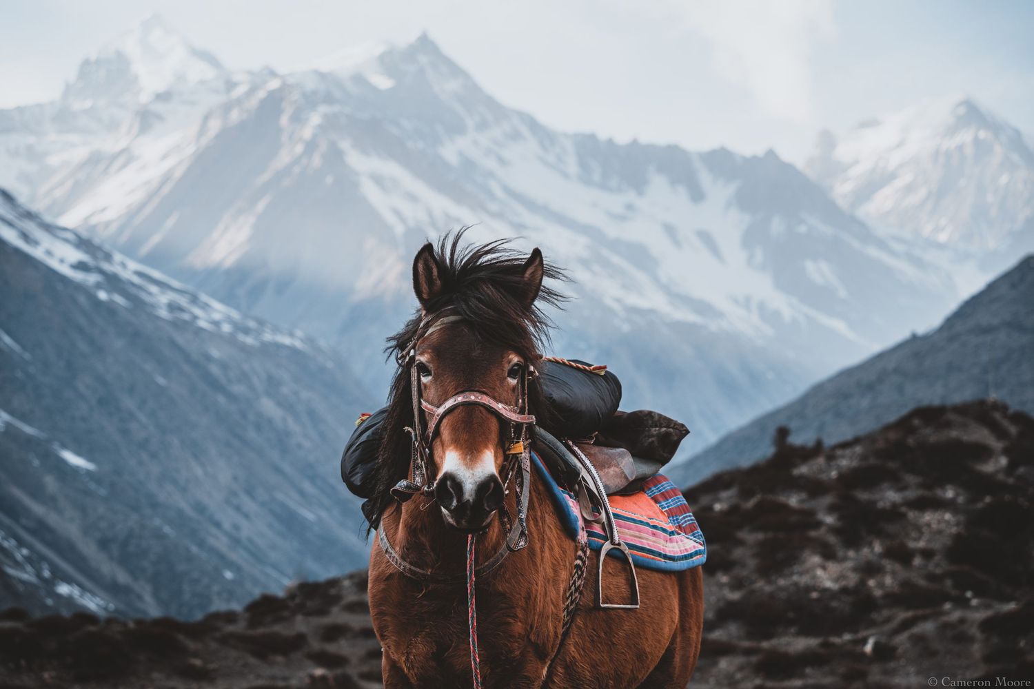 Saddled brown horse standing before a range of snow-capped mountains under a clear sky. Nepal, Himalayas
