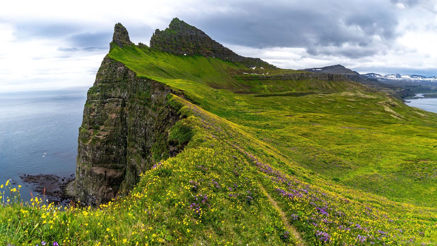 Panoramic green coastal cliff covered in wildflowers dropping steeply to the sea in Iceland.