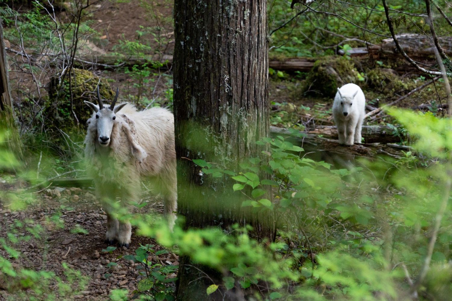 Wild white goats grazing among trees in a lush green forest in the PNW