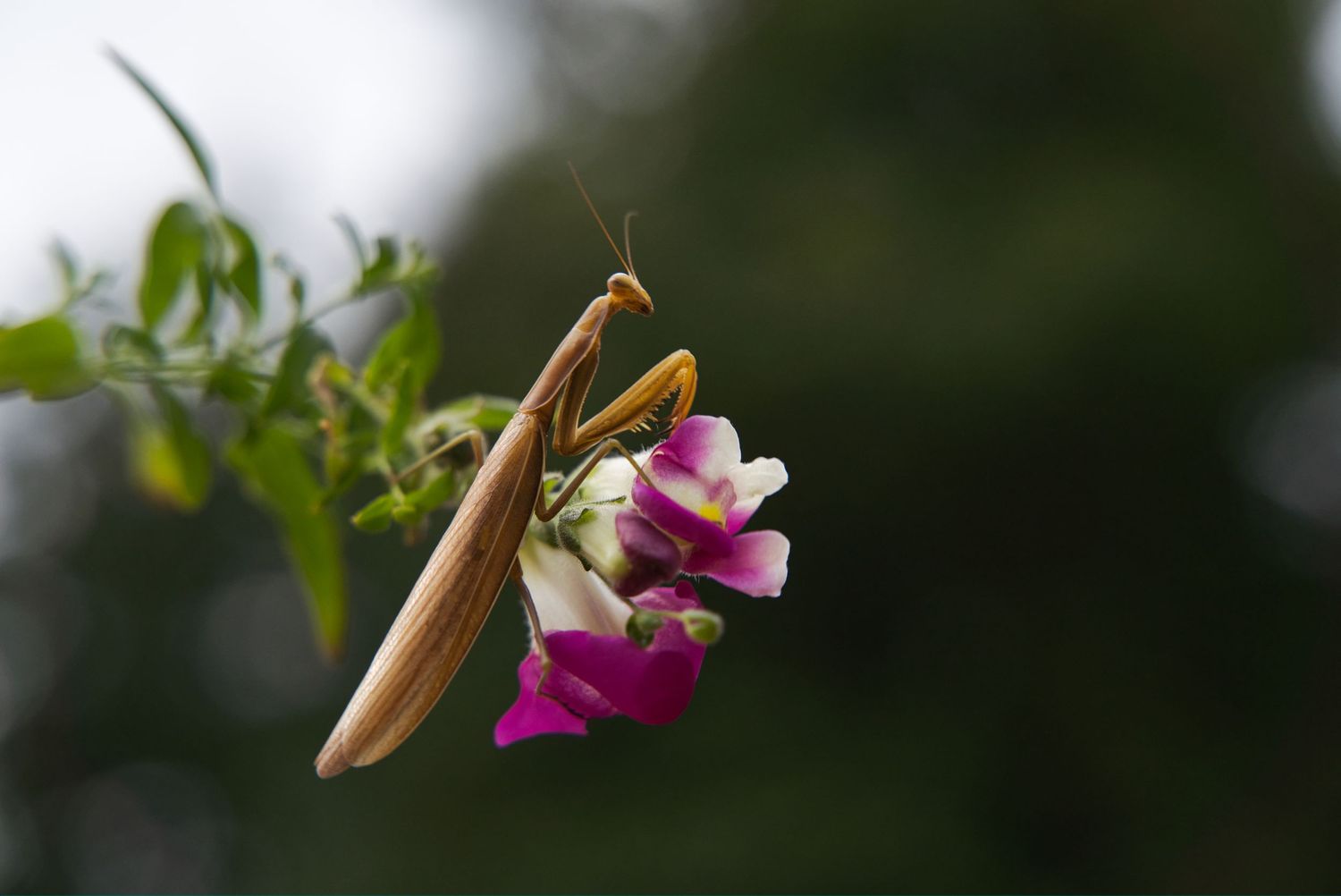 Close-up of a praying mantis perched on delicate pink sweet pea flowers