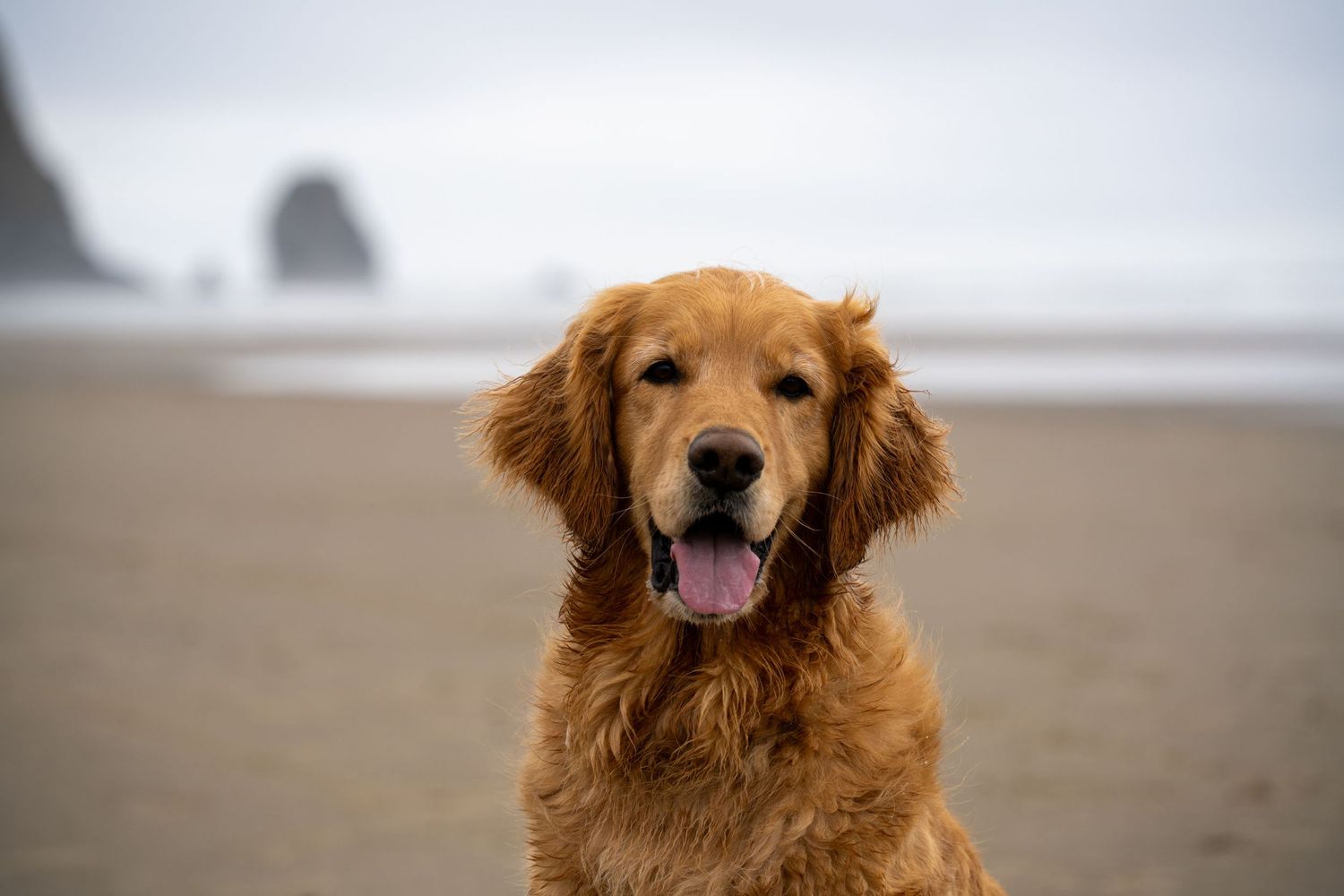 Golden retriever dog sitting on a misty beach, smiling with its tongue out. Oregon