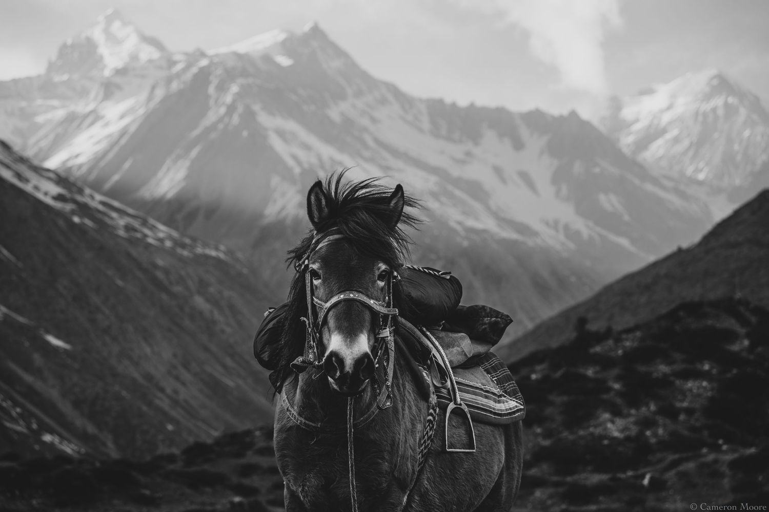 Black and white photo of a saddled horse facing a range of snow-capped mountains. Nepal, Himalayas