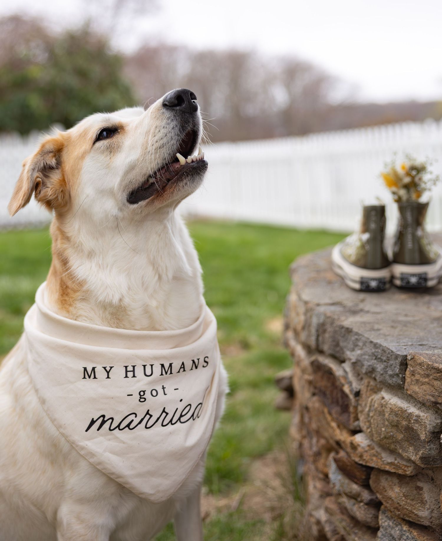Golden retriever wearing a white bandana reading My Humans Got Married sitting outdoors near stone wall.