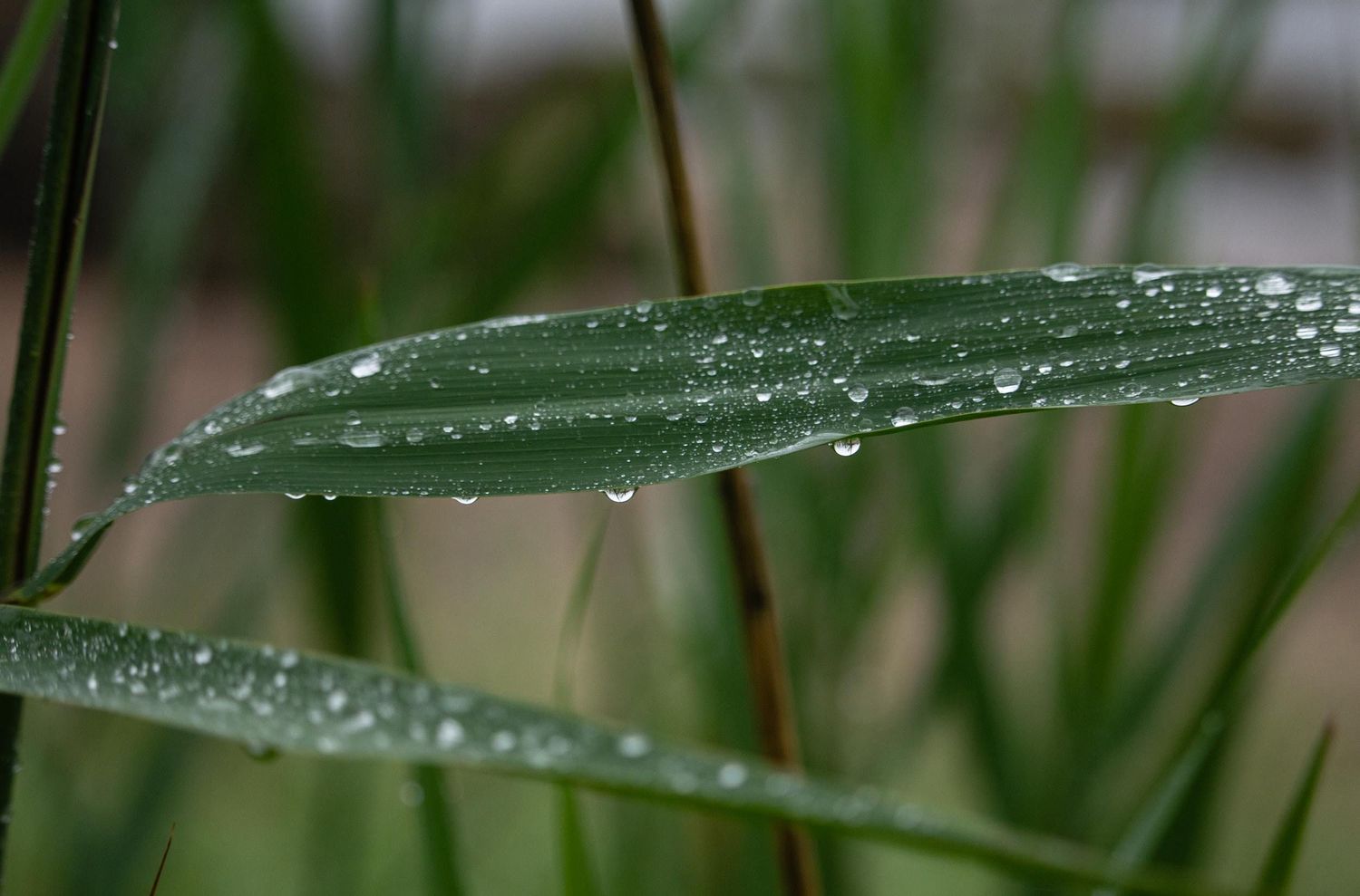 Close-up of green grass blades covered in glistening raindrops after a fresh rainfall.
