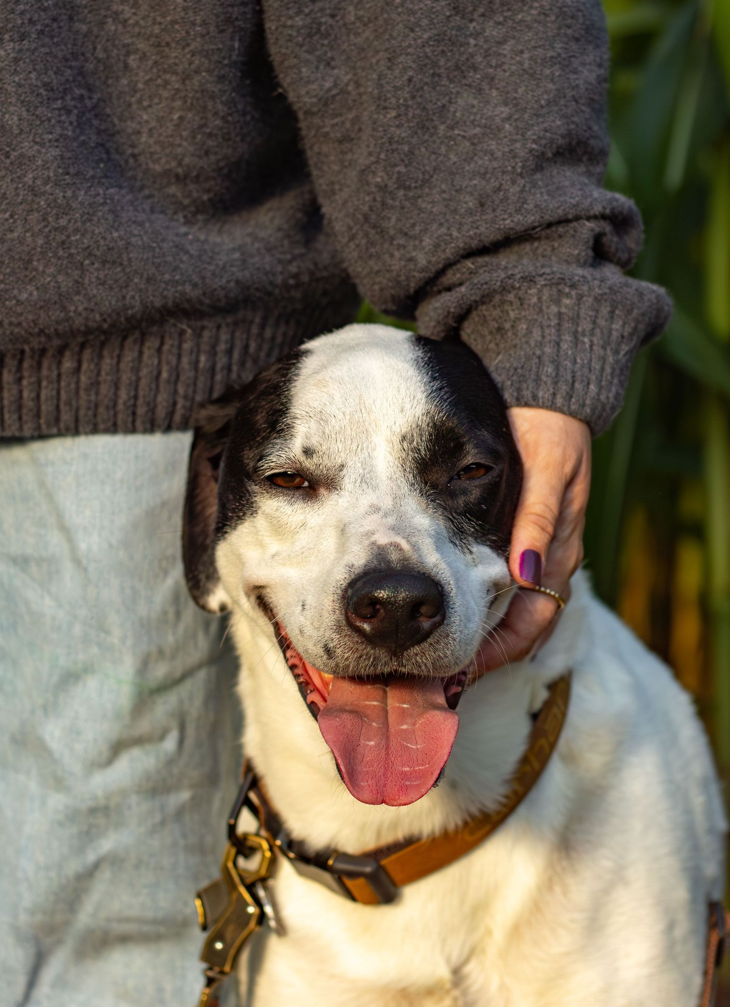 Person gently cupping face of smiling black and white dog with tongue out in sunlight.