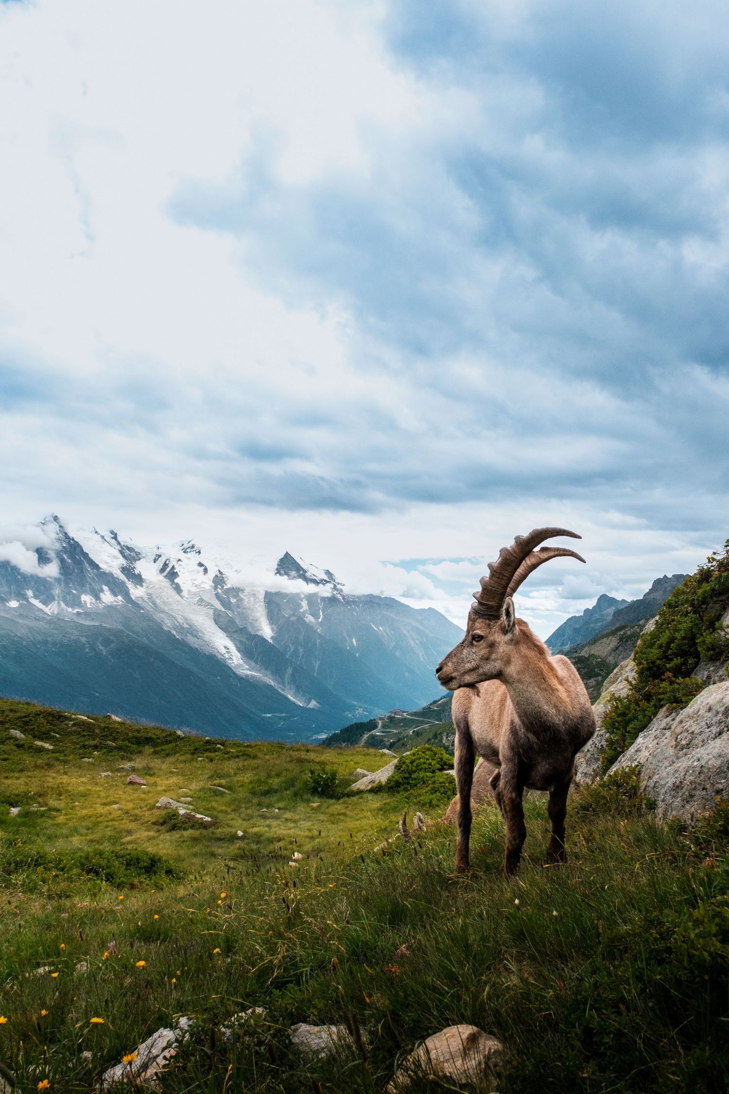 An Alpine ibex with large curved horns stands on a green mountain meadow with snow-capped peaks in the background.